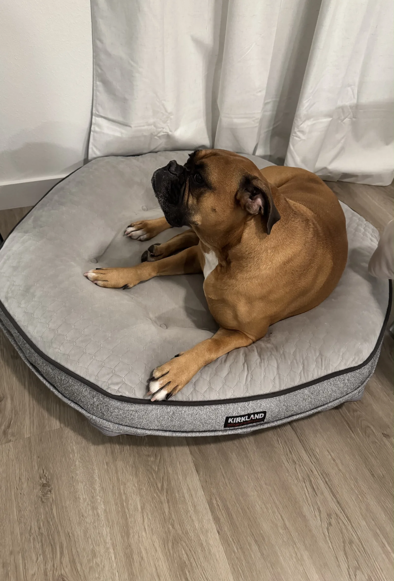 Dog resting on its pet bed in a clean home